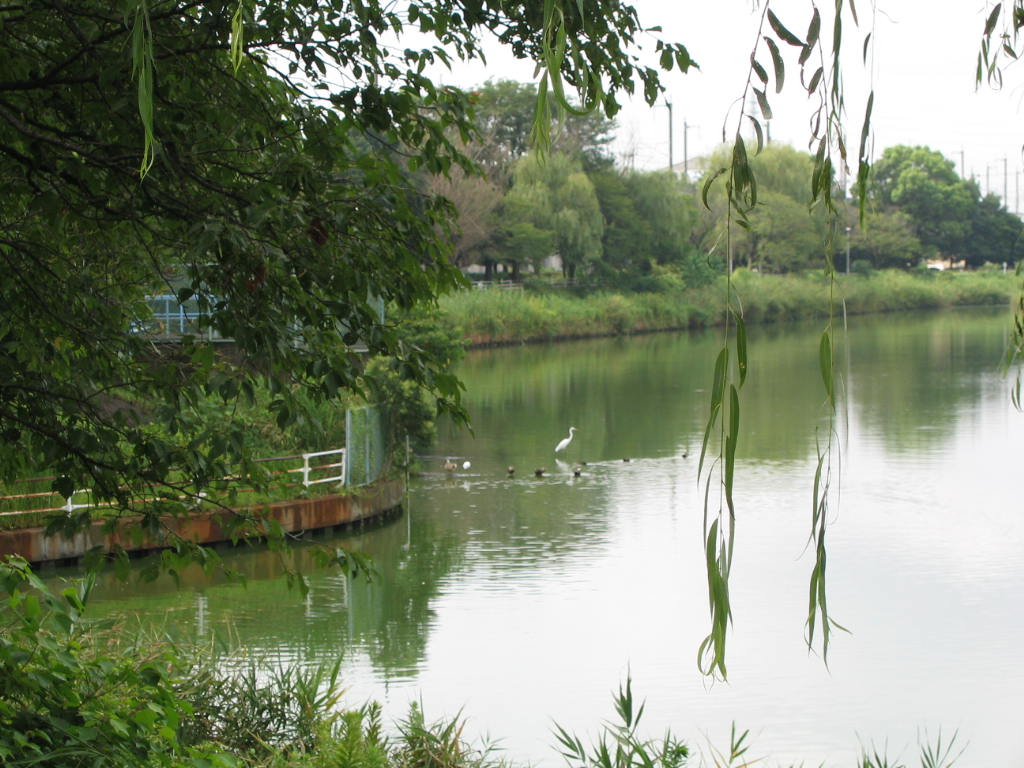 弦代公園の池